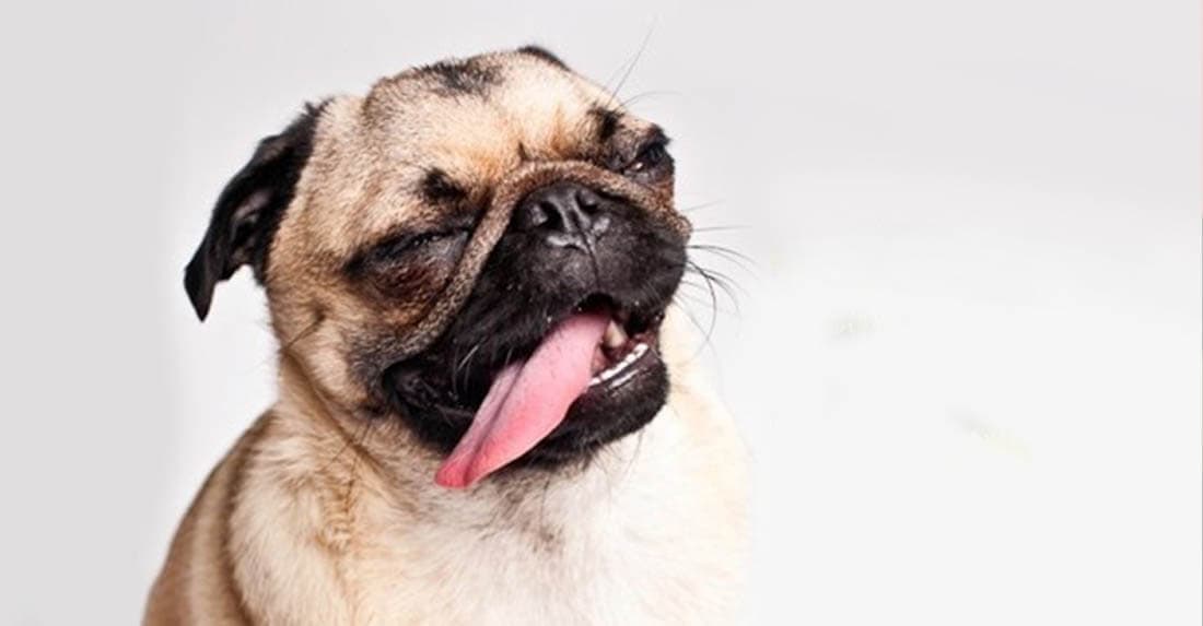 starnuto inverso nel cane