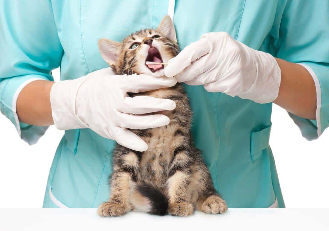 stomatite nel gatto cause cura e prevenzione