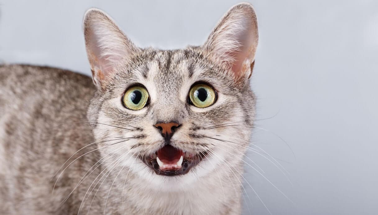 stomatite nel gatto sintomi e cura