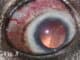 Glaucoma-nel-cane-problemi-allocchio-del-cane