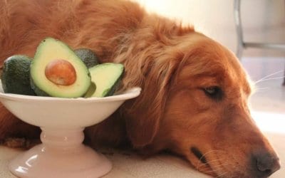 I Cani Possono Mangiare l’Avocado: Ecco tutti i benefici