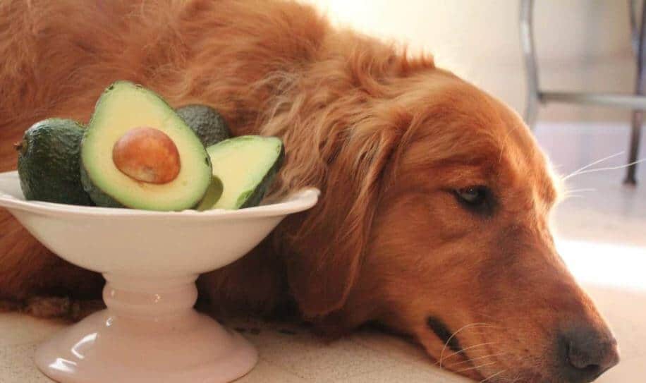 Il cane può mangiare avocado