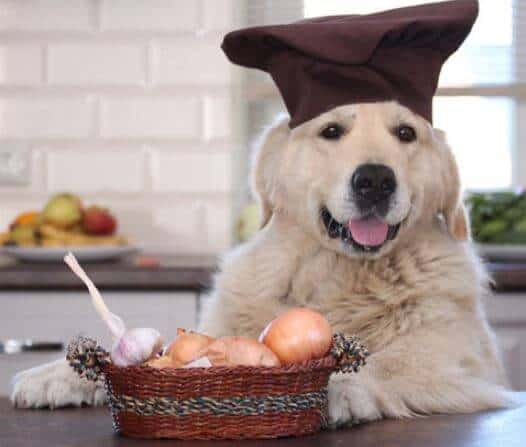 aglio fa male ai cani