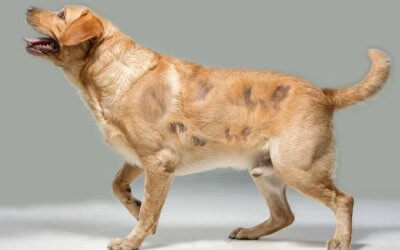 Alopecia nel cane: sintomi, cause e cura