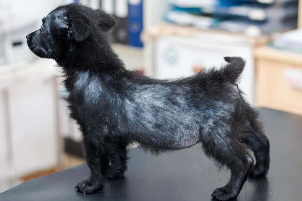 alopecia nel cane sintomi causa e cura