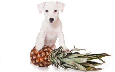 I Cani Possono Mangiare l’Ananas: Ecco tutti i benefici