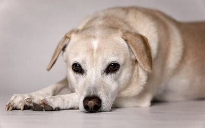Ascesso del cane: cause, sintomi e come curarlo