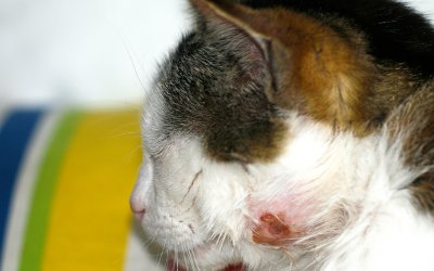 Ascesso del gatto: sintomi, cause e come curarlo