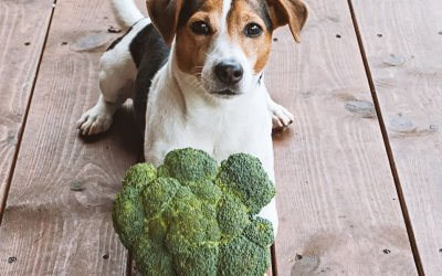 I Cani Possono Mangiare i Broccoli: Ecco tutti i benefici
