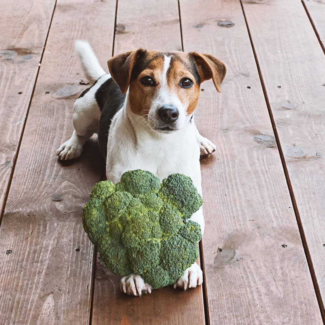 cane-mangia-broccoli
