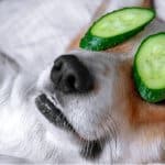 cane mangia cetrioli