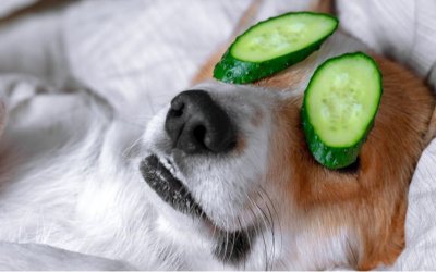 I Cani Possono Mangiare i Cetrioli: Ecco tutti i benefici