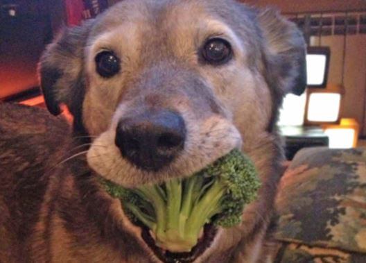 cane mangia i broccoli