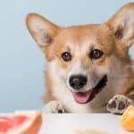 cane puo mangiare arance