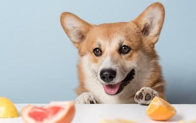 I Cani Possono Mangiare le Arance: Ecco i benefici