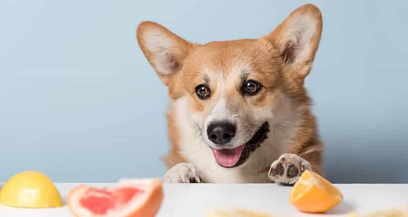 cane puo mangiare arance