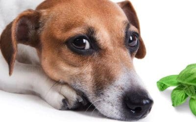 I Cani Possono Mangiare il Basilico: Ecco i vantaggi