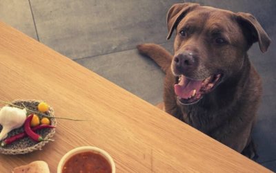 I cani non possono Mangiare l’aglio: Ecco perché evitare