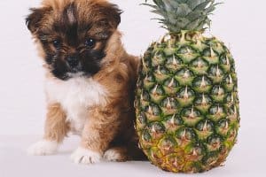 cani possono mangiare ananas benefici