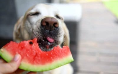 I Cani Possono Mangiare l’Anguria: Ecco tutti i benefici