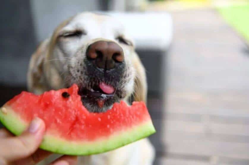 i cani possono mangiare anguria