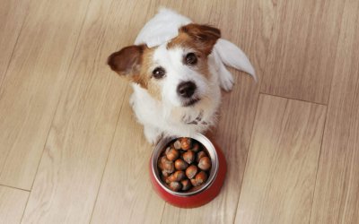 I Cani Possono Mangiare le Castagne: Ecco i benefici