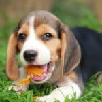 il cane puo mangiare le albiccocche