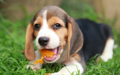 I Cani Possono Mangiare le Albicocche: Ecco i benefici