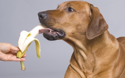 I Cani Possono Mangiare le Banane: Ecco i benefici
