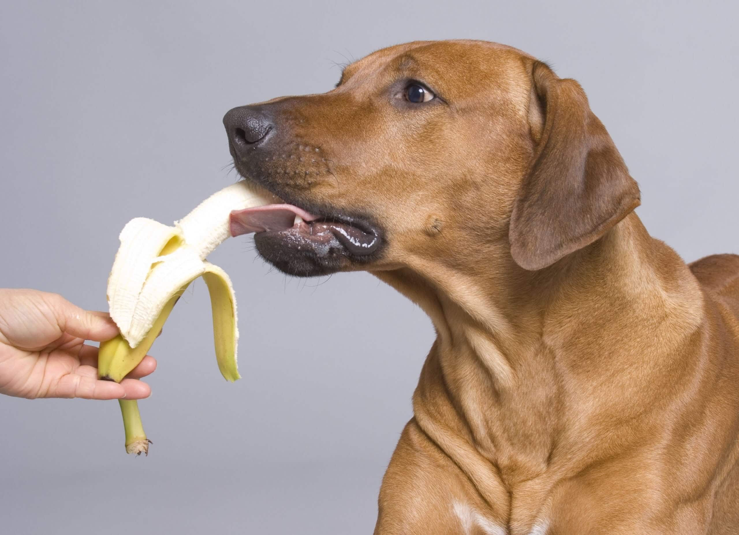 il cane puo mangiare le banane