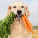 il cane puo mangiare le carote