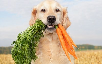 I Cani Possono Mangiare le Carote: Ecco i benefici