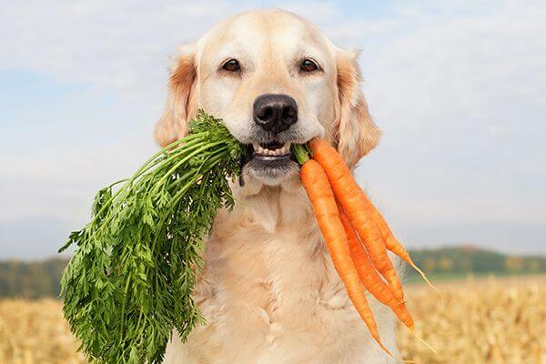 il cane puo mangiare le carote