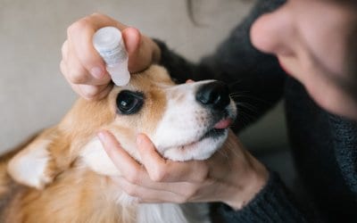 Malattie dell’occhio nel cane