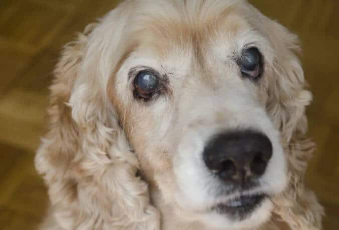 malattie occhio cane cieco