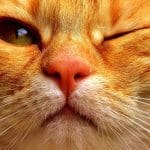 malattie occhio del gatto - cura e prevenzione