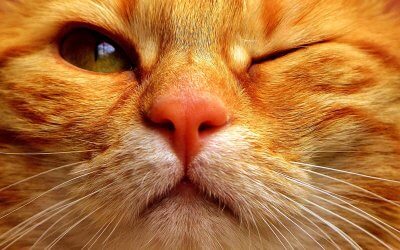 Malattie dell’occhio del gatto: quali sono e come curarle