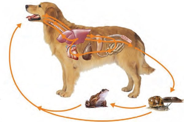 ciclo della sverminazione cane