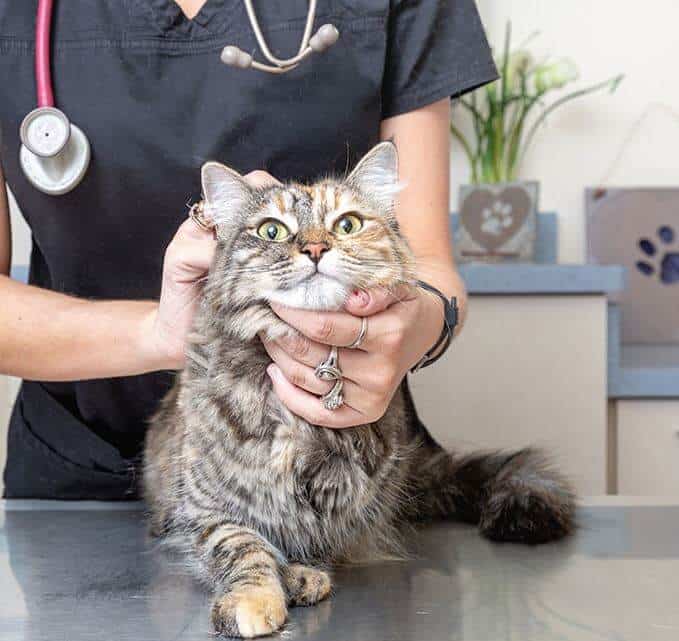 ciclo di sverminazione nel gatto