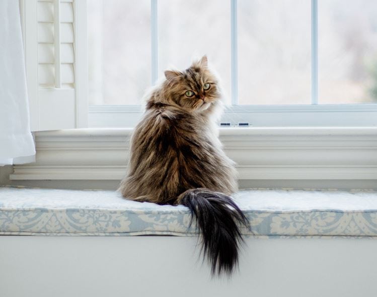 come curare la struvite del gatto