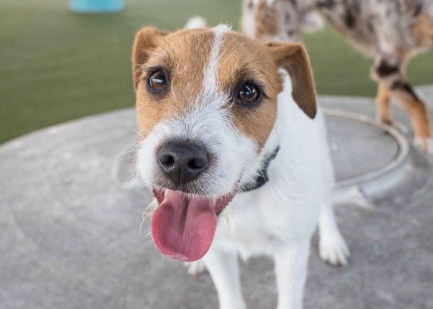 come curare la tracheite nel cane
