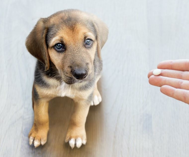 prevenzione infestazione vermi cane