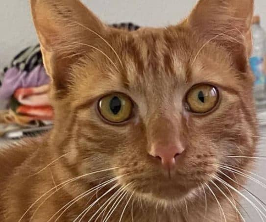 riconoscere malattie occhio gatti