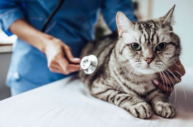sintomi e diagnosi pancreatite nel gatto