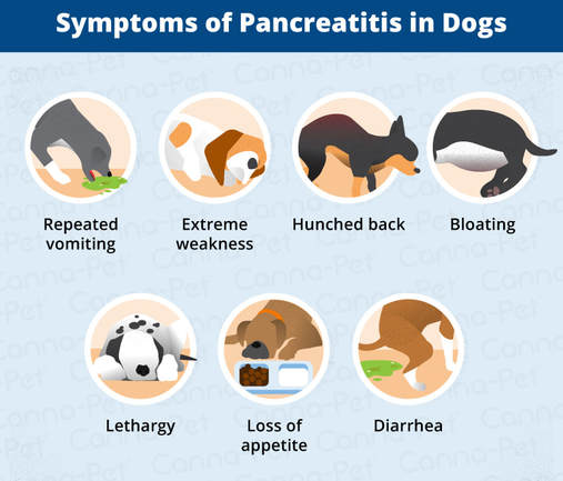 sintomi pancreatite nel cane