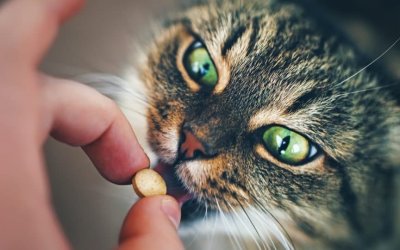 Sverminazione gatto: costo, causa, cura, e prevenzione