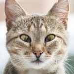 terza palpebra nel gatto cause sintomi cura e prevenzione