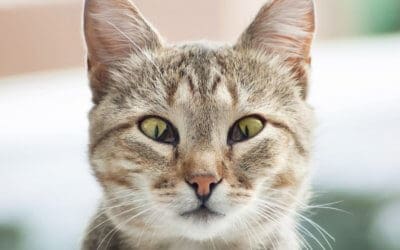 Terza Palpebra nel gatto: cos’è, sintomi, diagnosi, prevenzione e cura