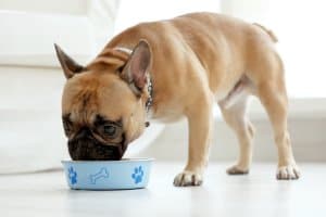 alimentazione cane cucciolo - piccola taglia