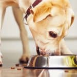 alimentazione del cane - quantità e frequenza pasti